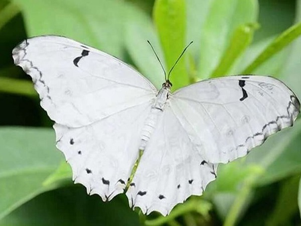 y nghia hinh anh buom trang